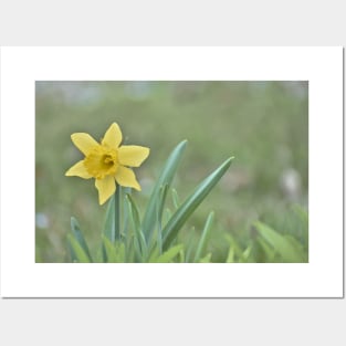 Lone Daffodil Posters and Art